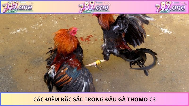 Các điểm đặc sắc trong đấu gà Thomo C3