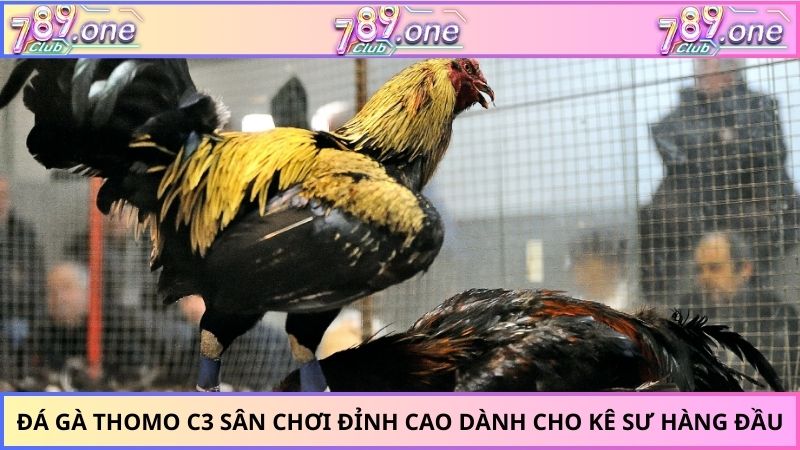 đá gà Thomo C3