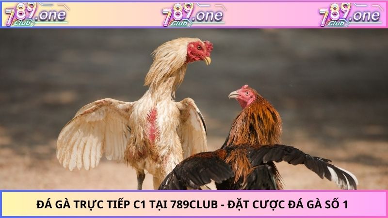 đá gà trực tiếp C1