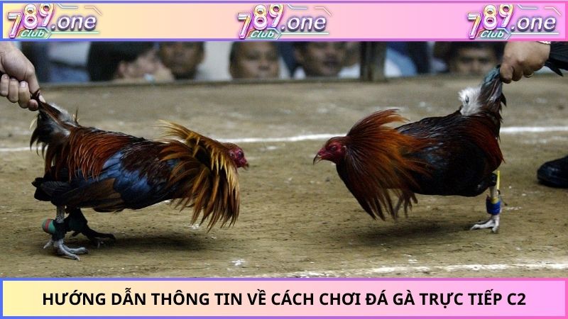 đá gà trực tiếp C2