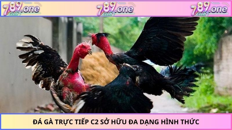 Đá gà trực tiếp C2 sở hữu đa dạng hình thức