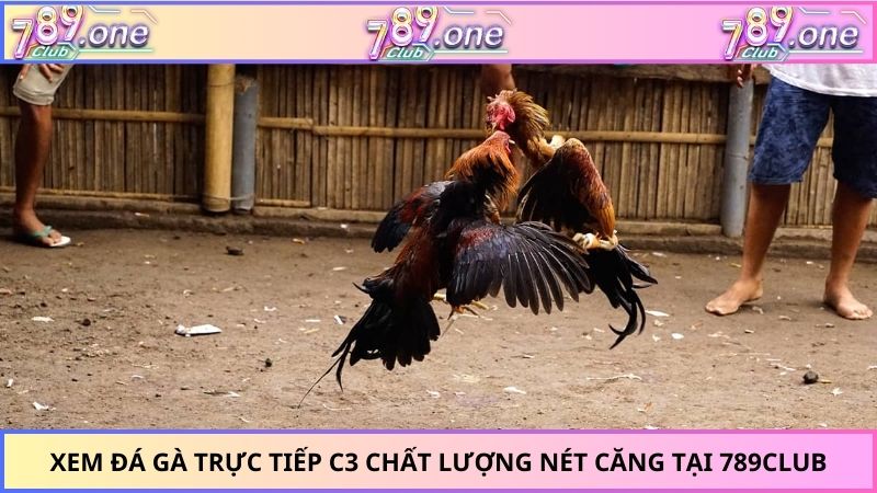 Đá gà trực tiếp C3