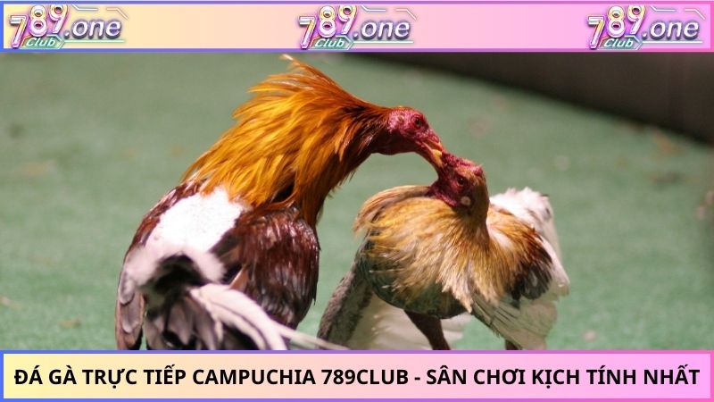 đá gà trực tiếp Campuchia