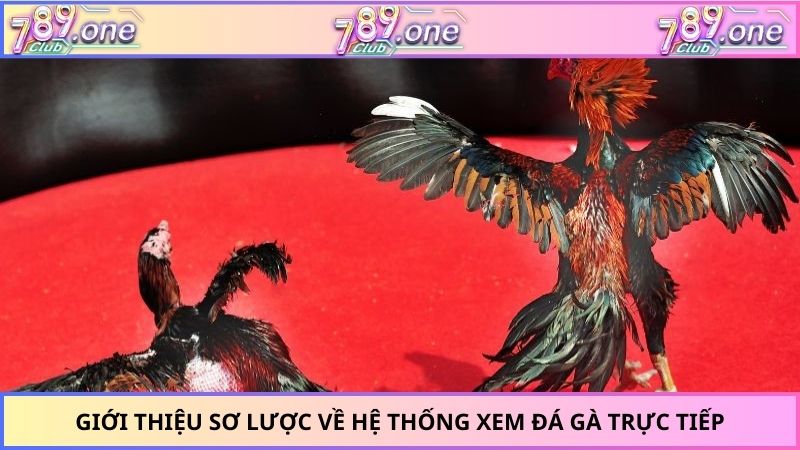Giới thiệu sơ lược về hệ thống xem đá gà trực tiếp