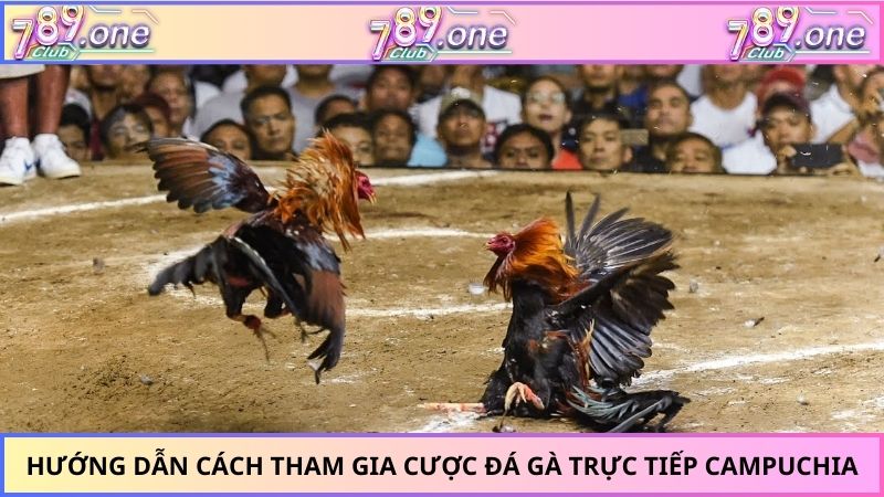 Hướng dẫn cách tham gia cược đá gà trực tiếp Campuchia