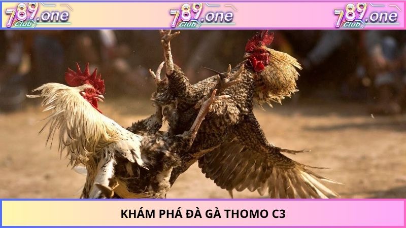 Khám phá đà gà Thomo C3