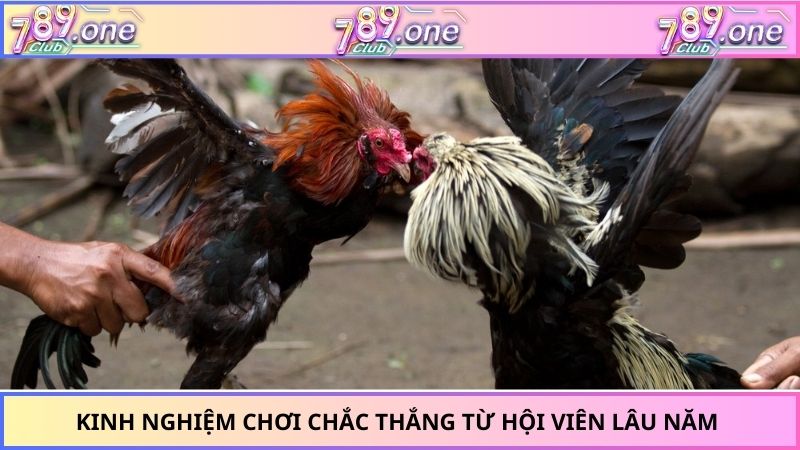 Kinh nghiệm chơi chắc thắng từ hội viên lâu năm