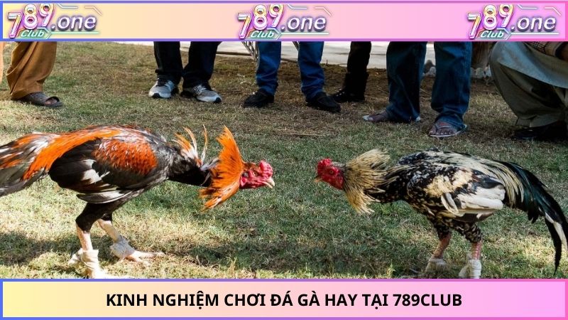 Kinh nghiệm chơi đá gà hay tại 789Club