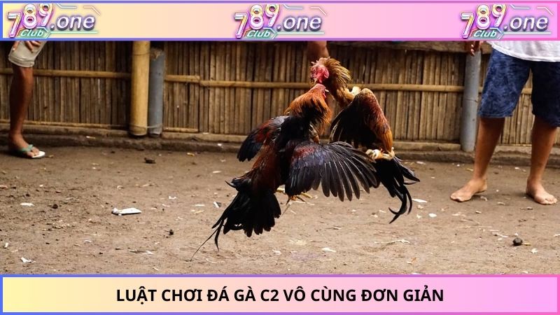 Luật chơi đá gà C2 vô cùng đơn giản
