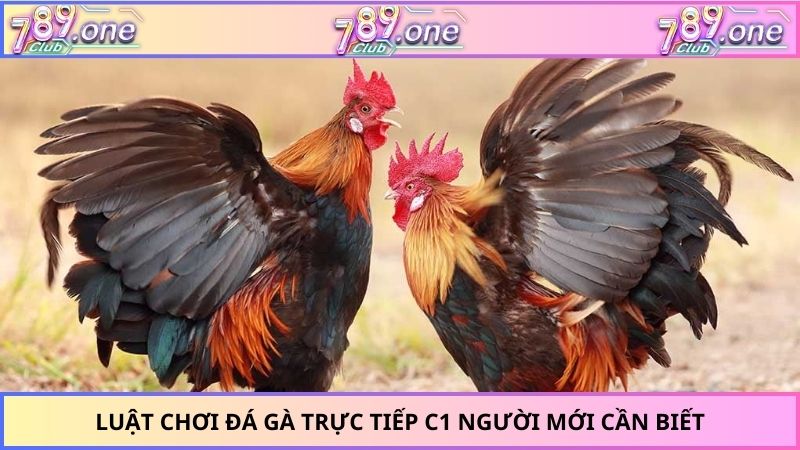 Luật chơi đá gà trực tiếp C1 người mới cần biết