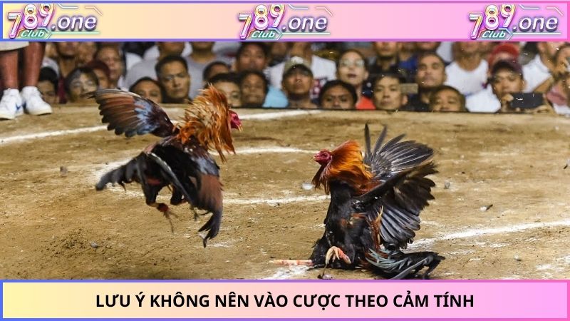 Lưu ý không nên vào cược theo cảm tính