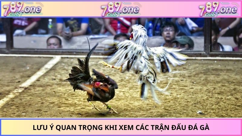 Lưu ý quan trọng khi xem các trận đấu đá gà