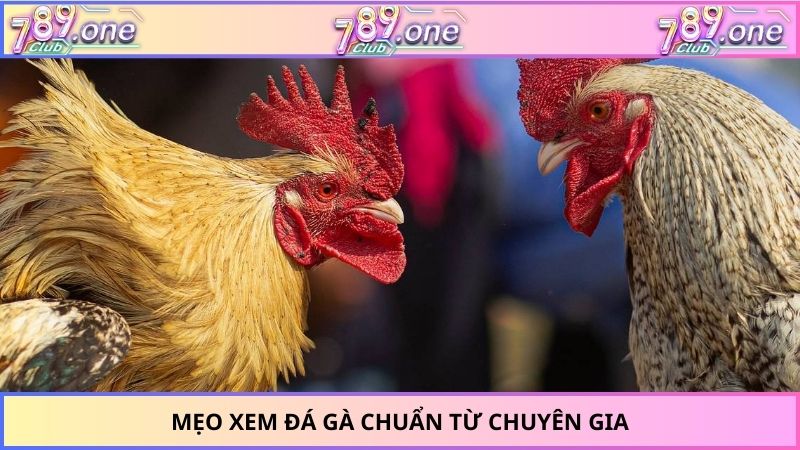 Mẹo xem đá gà chuẩn từ chuyên gia