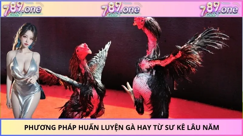 Phương pháp huấn luyện gà hay từ sư kê lâu năm