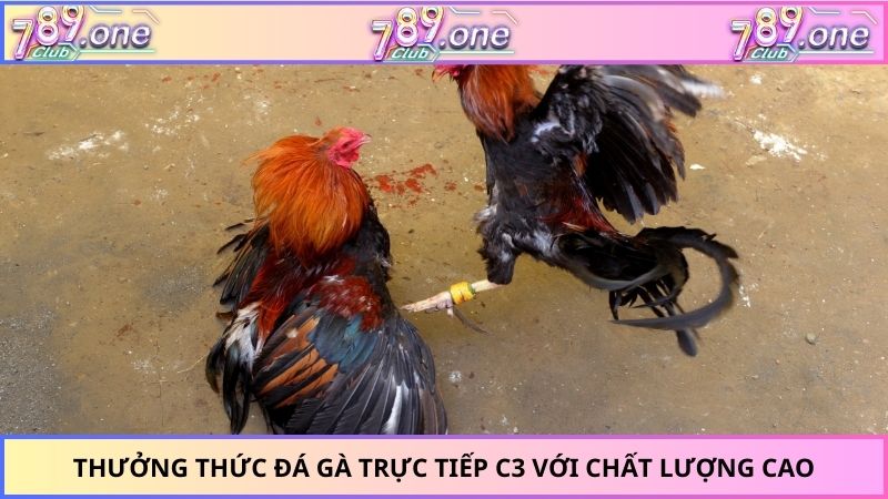 Thưởng thức đá gà trực tiếp c3 với chất lượng cao