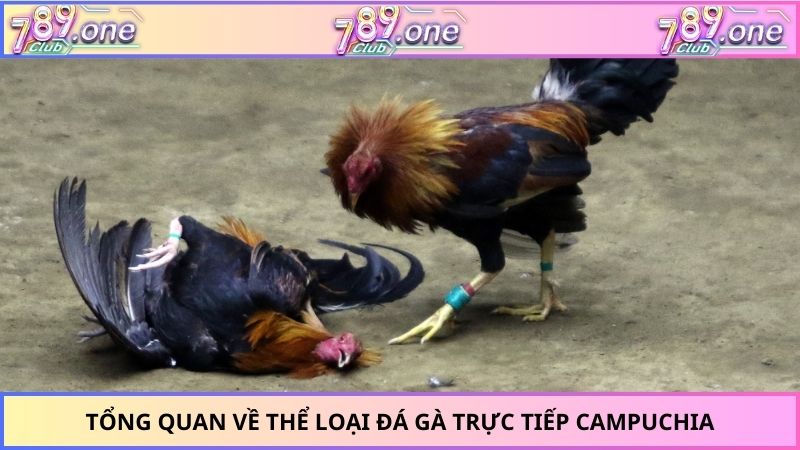Tổng quan về thể loại đá gà trực tiếp Campuchia
