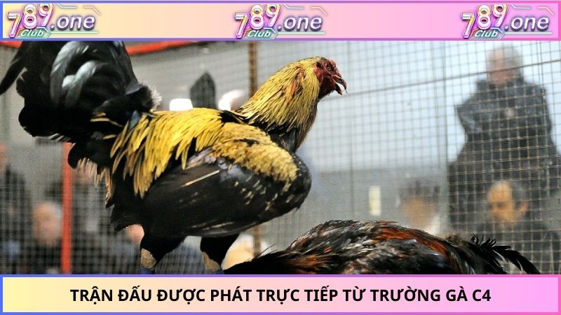Trận đấu được phát trực tiếp từ trường gà c4