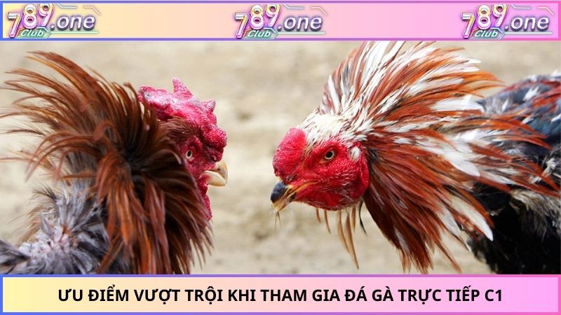 Ưu điểm vượt trội khi tham gia đá gà trực tiếp C1