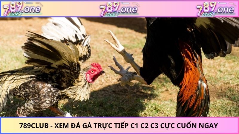 xem đá gà trực tiếp
